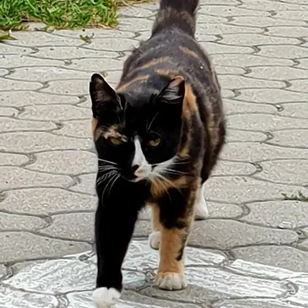 Apartment Am Bauernhof Zechner Heidi Flattach