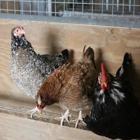 شقة Am Bauernhof Zechner Heidi فلاتاش