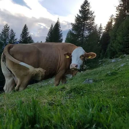 Apartamento Am Bauernhof Zechner Heidi
