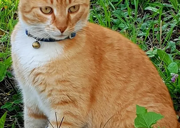 Am Bauernhof Zechner Heidi *