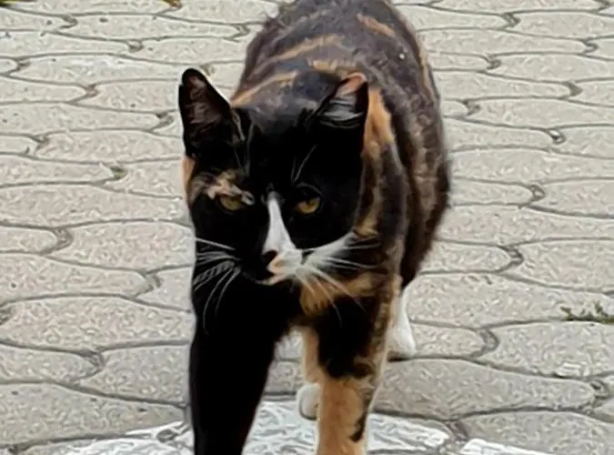 Lejlighed Am Bauernhof Zechner Heidi Flattach