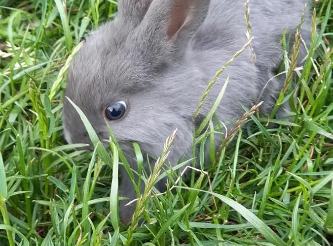 Am Bauernhof Zechner Heidi Lejlighed *