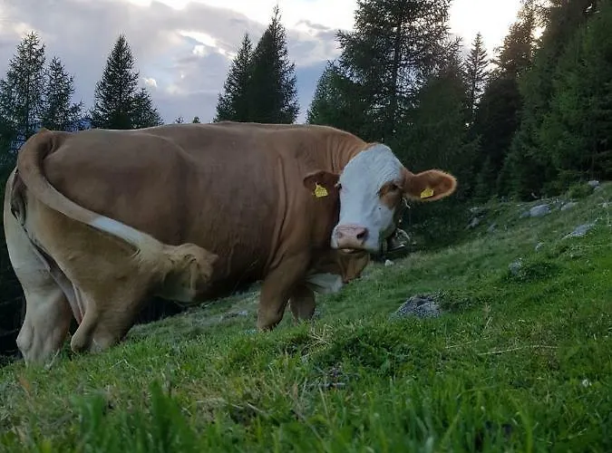 Lejlighed Am Bauernhof Zechner Heidi
